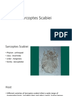 Sarcoptes Scabiei Mite Life Cycle