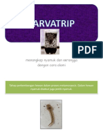 LARVATRIP2