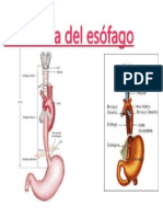 Anatomia Del Esofago