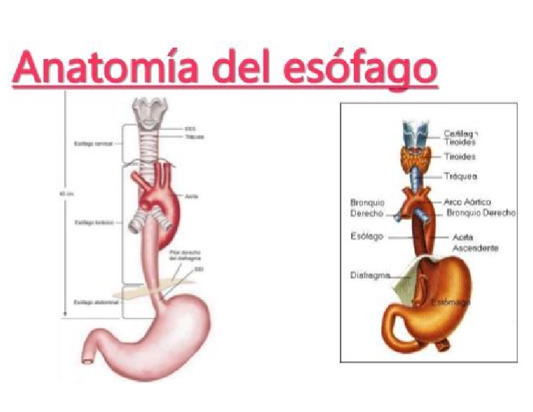 Anatomia Del Esofago | PDF