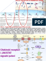 04b. Signaling sa povrsine cel - JAK STAT.pdf