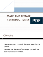 4 Male and Female Reproductive Organs PPT