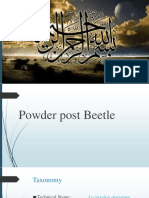 Powder Post Beetle