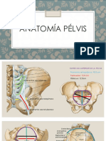 Anatomía Pélvis