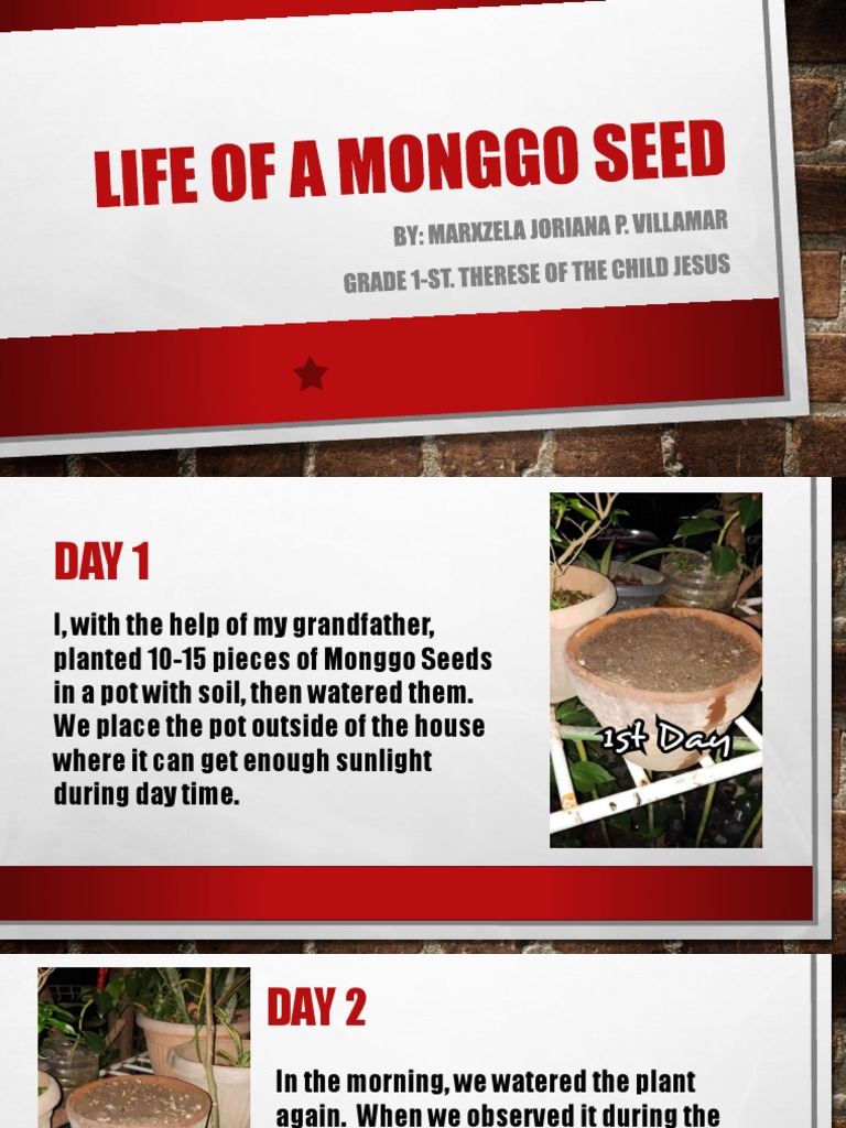 Monggo Seed Growth: Day 1 to 7 Observations | PDF | Home & Garden