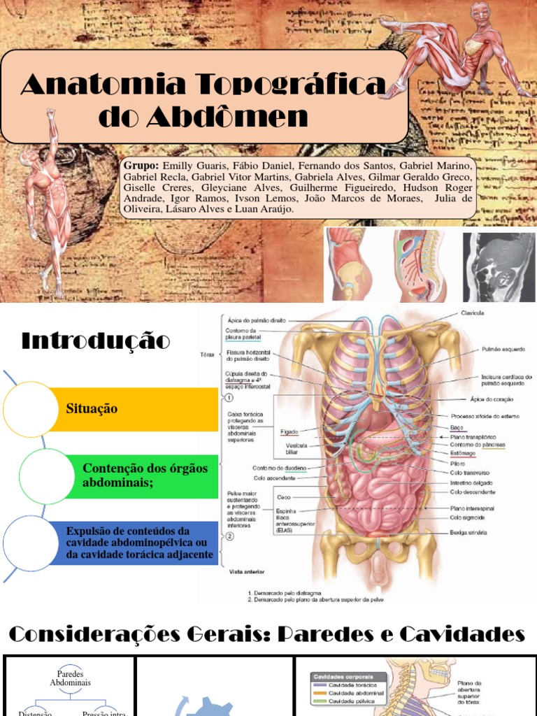 Anatomia Topográfica do Abdômen | PDF | Anatomia humana | Órgão (anatomia), image size:768x1024