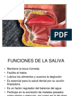 Fisologia Salival