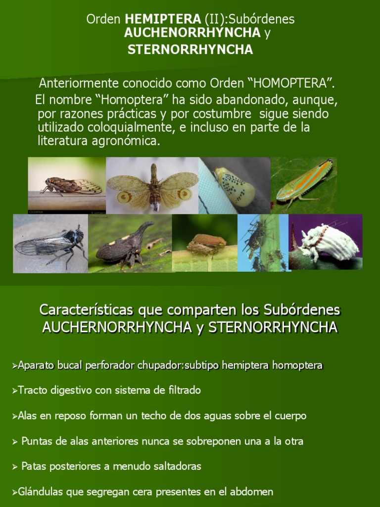 Subórdenes Auchenorrhyncha y Sternorrhyncha | PDF | Insectos | Hexapoda