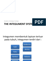 The Integument System