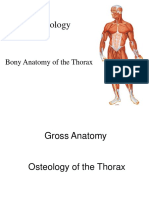 Bony Anatomy of Thorax