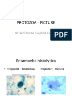 Protozoa - Picture