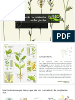 Transporte de Nutrientes en Las Plantas