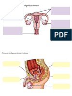 El sistema reproductor femenino y masculino