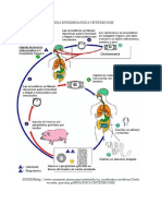 Cadena Epidemiológica Cisticercosis