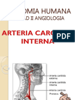 Areteria Carotida Interna