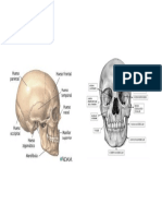 huesos de la cara.docx