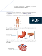 Trabajo Musculos