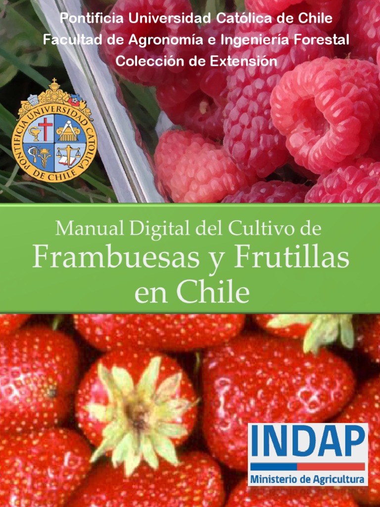 Consejos clave para cultivar fresas en casa, image size:768x1024