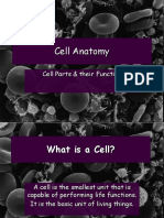 Cell Anatomy: Parts & Functions