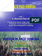 Budidaya Padi Hibrida