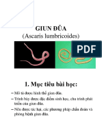 Giun Đũa