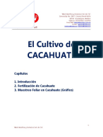 Cultivo de Cacahuate