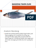Anatomi Bandeng Tanpa Duri