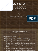 Anatomi Panggul