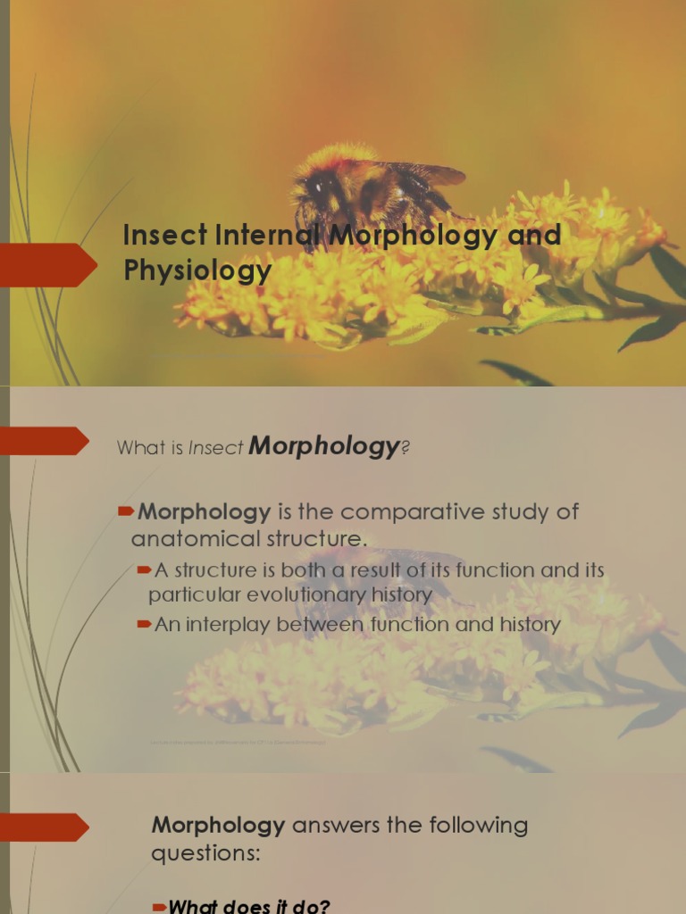 Entomology: Insect Anatomy & Physiology | PDF | Animal Anatomy | Anatomy
