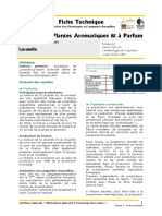 fiche_lavandin.pdf