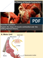 9 Sliding Filament Theory of Muscle Contraction 2020 1