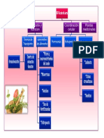 esquema sobre las plantas.