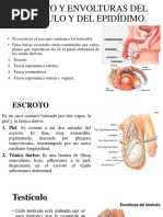Capas del escroto y su anatomía | PDF