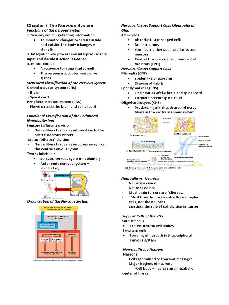 Chapter 7 The Nervous System (ANAPHY) | PDF | Central Nervous System ...