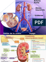 Sis Renal Animal