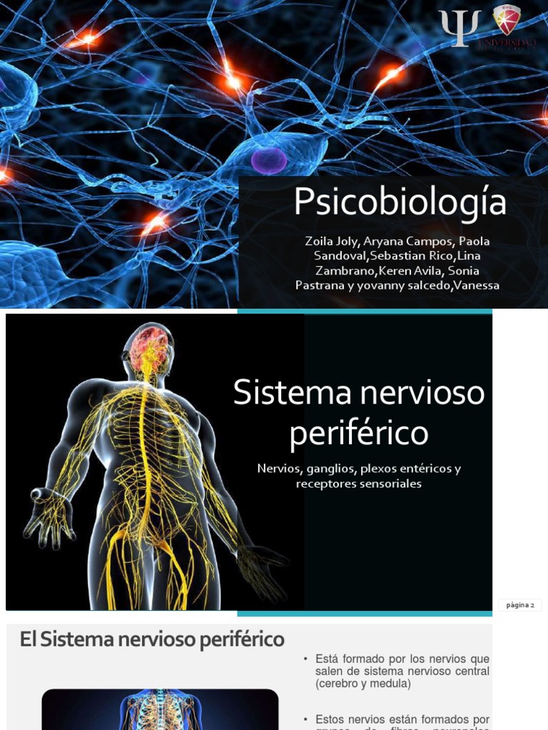 Sistema nervioso periférico .pdf Sistema nervioso Nervio