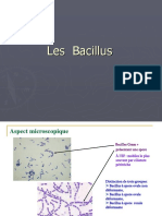 Les Bacillus