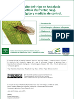 El Mosquito Del Trigo en Andalucía Mayetiola Destructor Say. Ciclo Biológico y Medidas de Control PDF