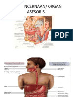 glandula accessory s.disgest.pdf