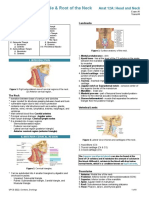 Anterior Triangle and Root of The Neck