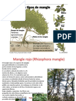 Eco Manglar