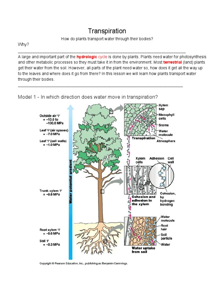Transpiration POGIL Answer Key PDF Stoma Tissue (Biology)