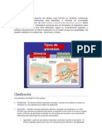 Las glándulas: tipos y funciones en