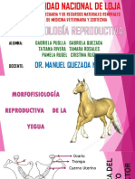 Morfofisiología de la Yegua