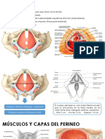 Anatomía de Los Genitales