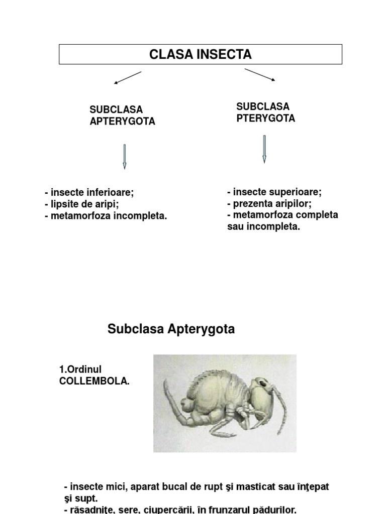 Curs 5+6clasificarea Insectelor | PDF