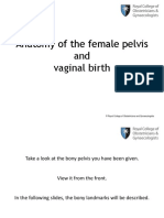 pelvic-anatomy.ppt