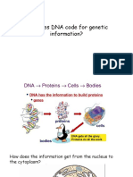 How DNA Codes for Genetic Information in Cells