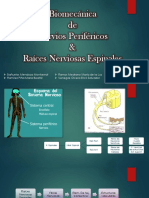 Nervios Perifericos PDF