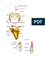 Hueso parietal y el omoplato